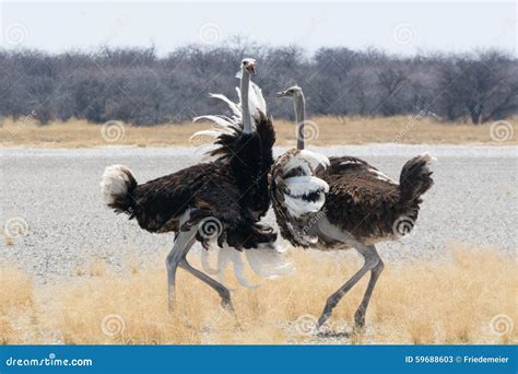 Two Ostrich Fighting Stock Image Image Of Action Desert 59688603