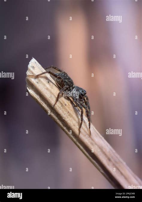 Closeup Spiders Face Hi Res Stock Photography And Images Alamy