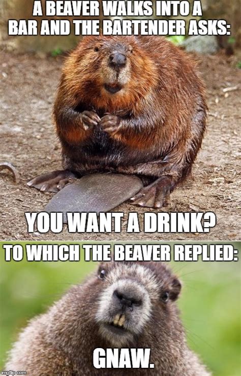 Beaver Memes | www.imgarcade.com - Online Image Arcade!