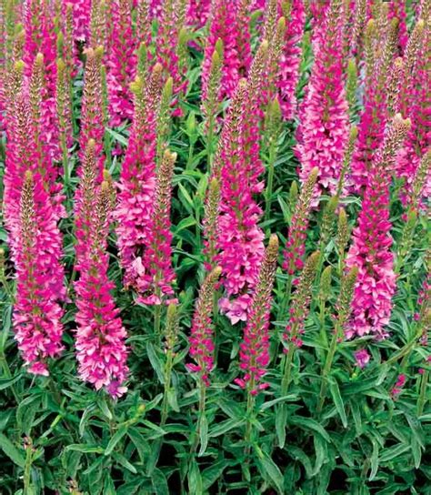 Incredibly Compact Veronica Aspire Spike Speedwell Is A Bushy