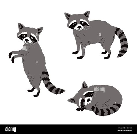 Raccoon Face Cartoon