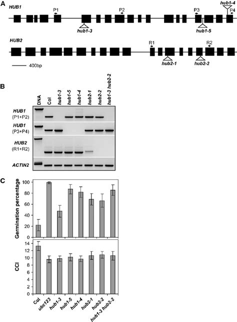 Characterization Of Hub1 And Hub2 T Dna Insertion Lines Download Scientific Diagram