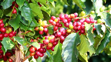 Sudoeste de Minas é a quinta região produtora de café do estado a