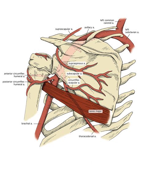 Axillary Artery on Behance