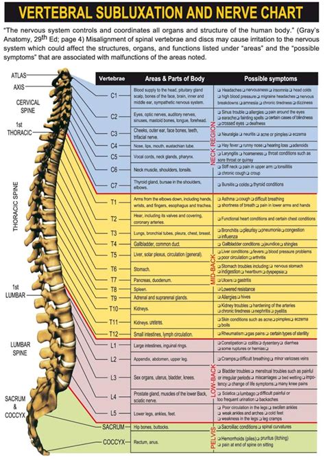 Vertebral Subluxation & Nerve Chart - Healing Hands Chiropractic ...