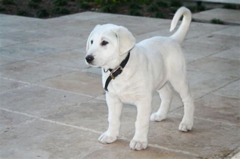 Akbash Dog Info, Temperament, Training, Facts, Puppies, Pictures