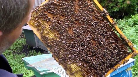 Бакфаст, контрольная семейка. - YouTube