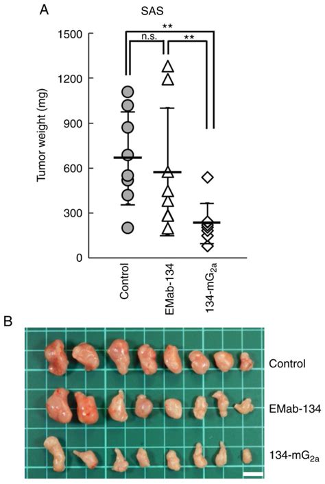 AntiEGFR Monoclonal Antibody 134mG2a Exerts Antitumor Effects In