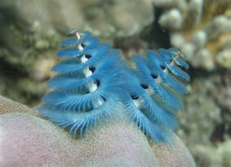 Celebrate The Season Undersea With Christmas Tree Worms Caribbean