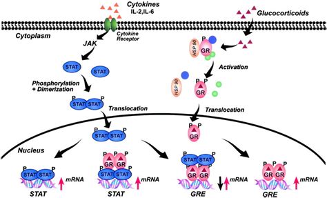 Cross-talk between the glucocorticoid receptor and the STAT family.... | Download Scientific Diagram