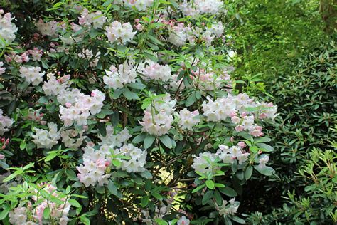 Rhododendron Bg Meise Unknown Hybrid Ruud De Block Flickr