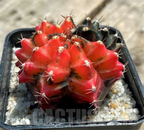 SHPR11358 Gymnocalycium Mihanovichii F Variegata Cactus Online