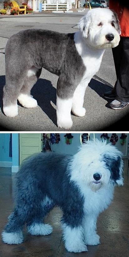 11 Sheepadoodle Grooming ideas in 2021 | sheepadoodle, dog grooming ...