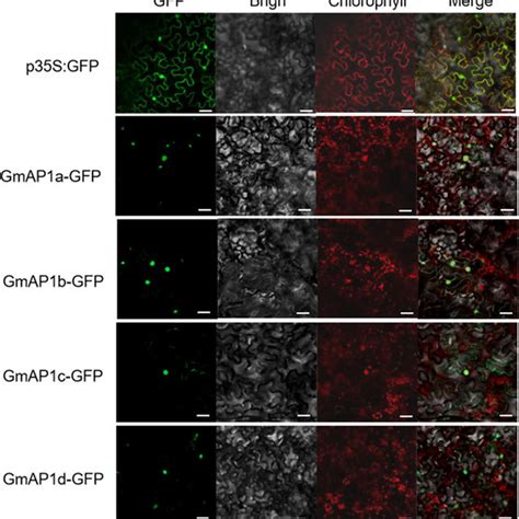 Subcellular Localization Of GmAP1a GFP Green Fluorescent Protein