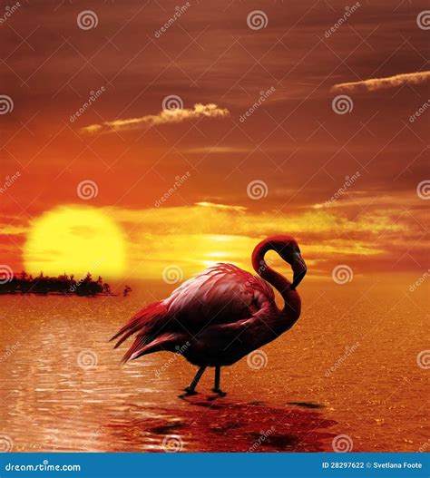 Sunset with Flamingo stock photo. Image of reflection - 28297622