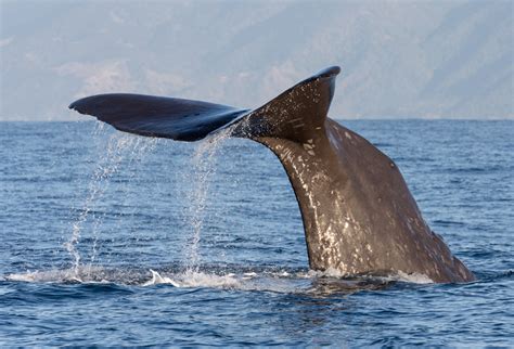 Whales Adaptations - Whalespotter