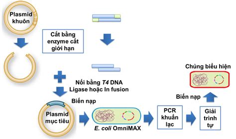 Công nghệ tạo chủng vi sinh vật biểu hiện protein tái tổ hợp ở Bacillus