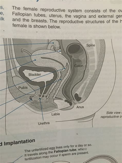 Diagram Of The Female Reproductive System Quizlet