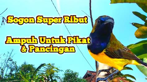 Suara Pikat Sogon Untuk Pikat Sogon Sogok Ontong Konin Korlap