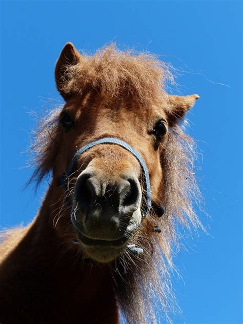 Shetlandpony Pony Kopf Kostenloses Foto Auf Pixabay