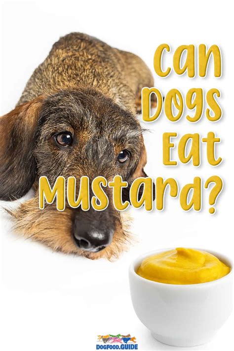 Can Dogs Eat Mustard? 4 Shocking Reasons to Avoid Giving It