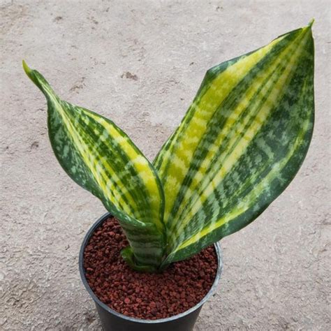 Sansevieria Futura Variegata Aroid Nursery