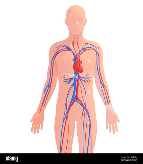 Anatomical 3d illustration of the human circulatory system. Transparent ...