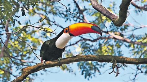 Que Cor É O Tucano - Animais Coloridos Tucanos Brilhantes Miniatura Tucano | Loja Fluxys