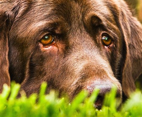 El perro abandonado, el más infeliz de todos – Mariano Osorio