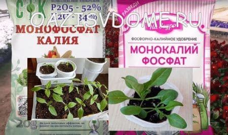 Оазис в доме | Все о садовых, огородных и комнатных растениях