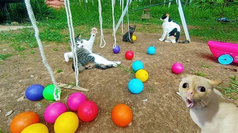 Funny Cats Cat And Ball 2 Kucing Dan Bola Warna Warni YouTube