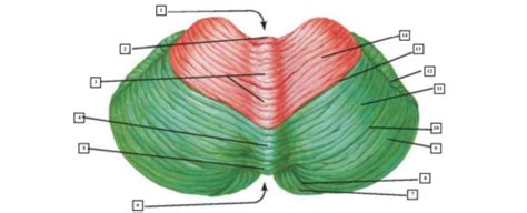 Neuroanatomía Cerebelo Flashcards Quizlet