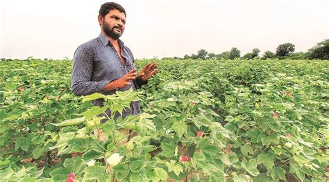 Gujarat Cotton Or Groundnut — Fibre Crop Or Oilseed India News