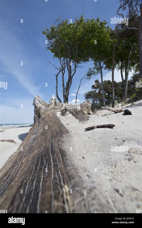 Beach landscape at west beach in the Western Pomerania Lagoon Area National Park, West beach ...