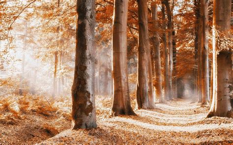 X Nature Trees Forest Branch Leaves Fall Bench Path Wood