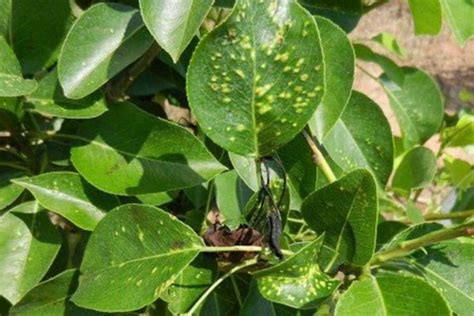 Галловый клещ на груше: причины появления и меры борьбы химическими и ...