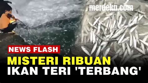 Fenomena Unik Ribuan Ikan Teri Terbang Di Pantai Selatan Jogja