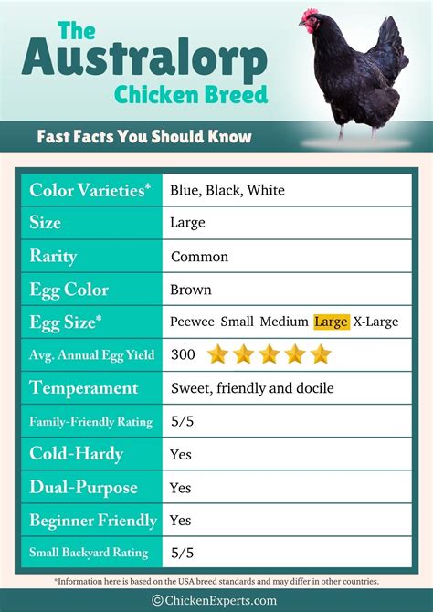 Australorps Awesome Addition Or Awful Idea Chickenexperts