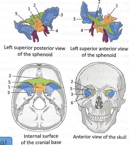 Os Sphenoidale Flashcards Quizlet