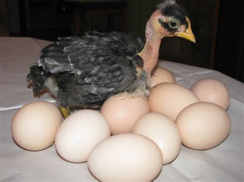 Breed Savers Naked Necks Chickens That Look Like Turkeys