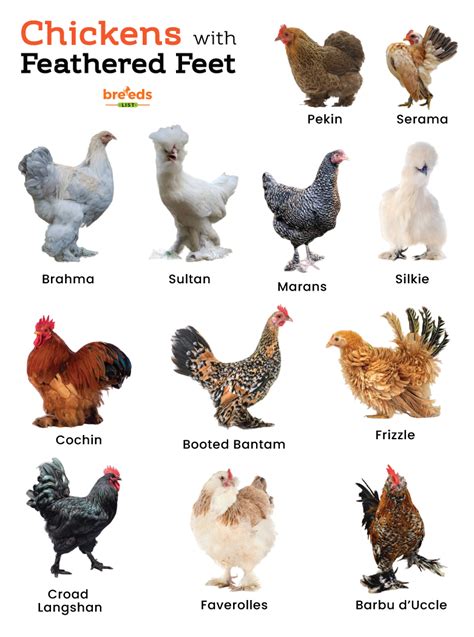 List of Chickens With Feathered Feet With Pictures