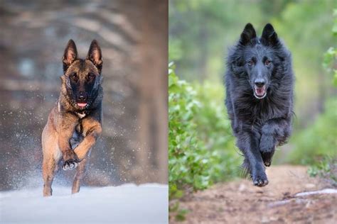 Belgian Malinois vs Belgian Shepherd: What's The Difference? • helloBARK!