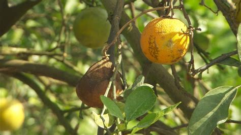 Florida Citrus Greening Decimates Crops