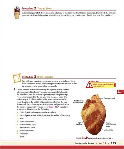 Exploring Anatomy Physiology In The Laboratory 4th Edition