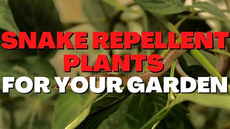 Best Snake Repellent Plants To Protect Your Outdoor Garden Youtube