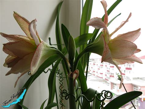 Гиппеаструм “Афродита” – Hippeastrum Aphrodite – С Байкала с любовью!