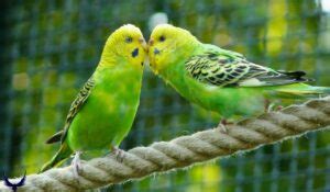 450+ Parakeet Names (Best Bird Names for Parakeets)