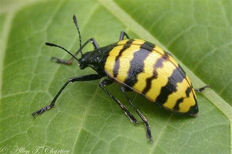 A Yellow And Black Beetle Sitting On Top Of A Green Leaf