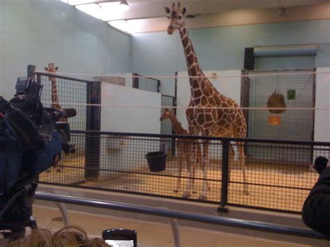 BUFFALO ZOO WELCOMES A BABY GIRAFFE! - Buffalo Zoo