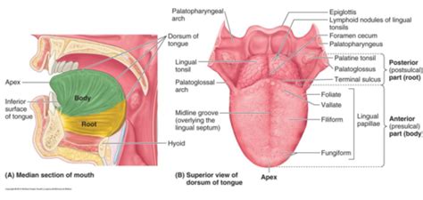 Head Neck Tongue Flashcards Quizlet